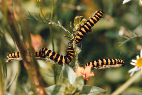 Réf. 275 341 : Tyria jacobaeae